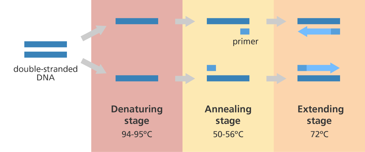 PCR